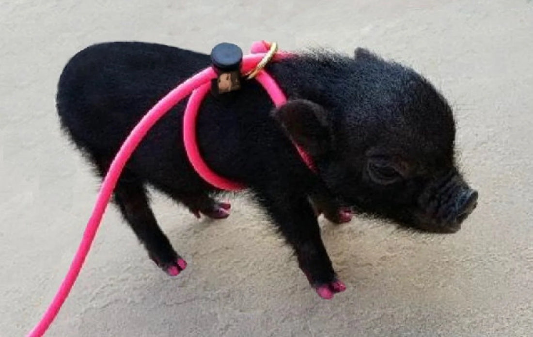 Slip Harness