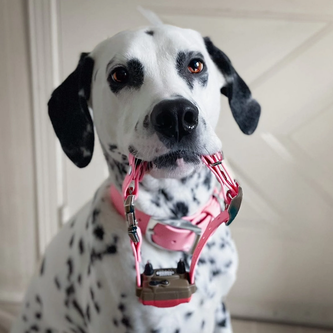 Bungee Snap Collar