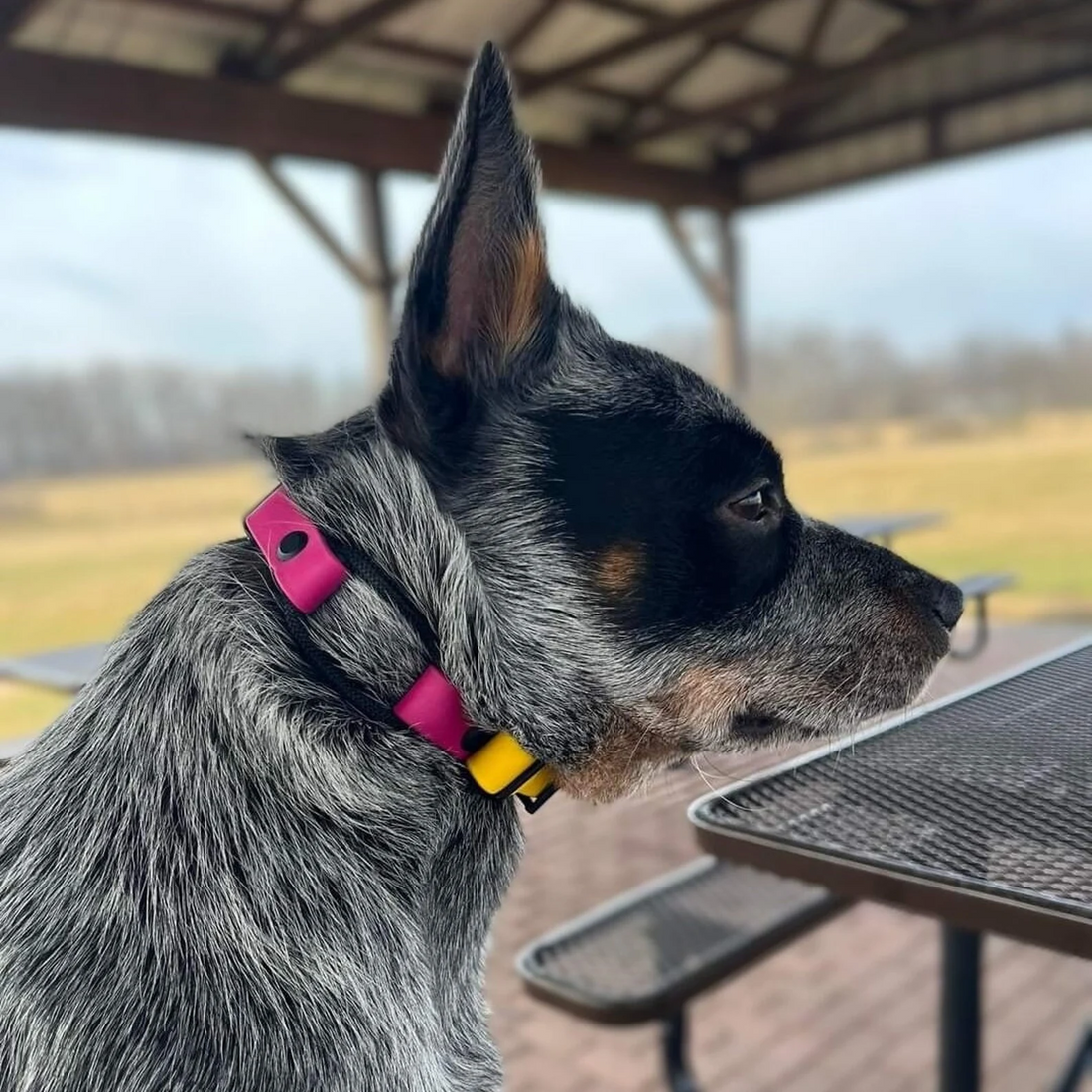 Bungee Snap Collar
